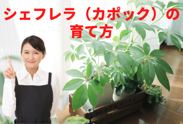 シェフレラ カポック の育て方 置き場所 温度 水やり 肥料等 グリーンスマイル