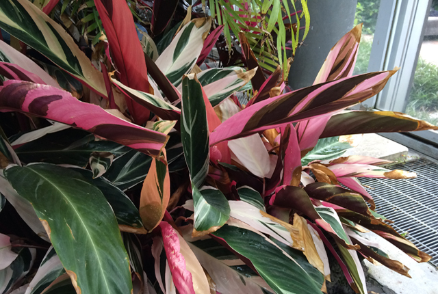 クテナンテ 観葉植物と風水のグリーンスマイルblog