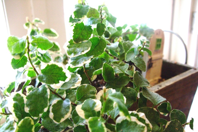 フィカス プミラの育て方 楽しみ方 風水情報 観葉植物図鑑 観葉植物と風水のグリーンスマイルblog