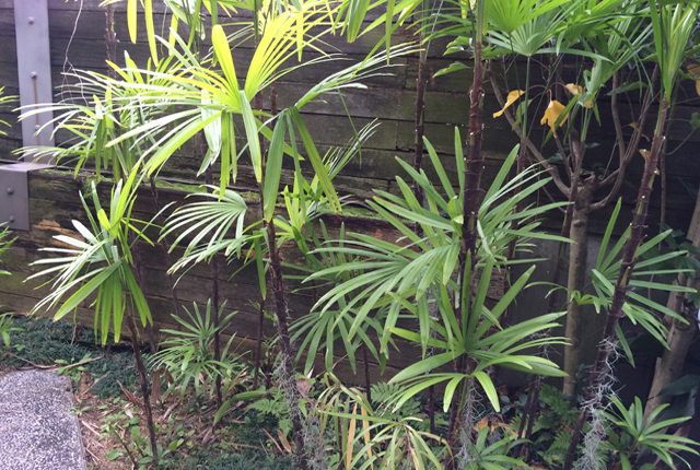 観音竹 棕櫚 しゅろ 竹 観葉植物と風水のグリーンスマイルblog