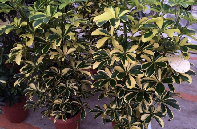 シェフレラ カポック 観葉植物と風水のグリーンスマイルblog