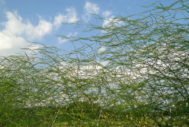 アスパラガスの育て方 楽しみ方 観葉植物と風水のグリーンスマイルblog