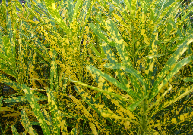 クロトン 観葉植物と風水のグリーンスマイルblog