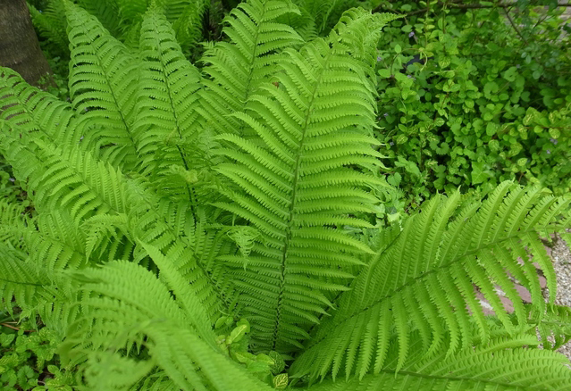 ネフロレピス シダ類 の育て方 楽しみ方 観葉植物と風水のグリーンスマイルblog