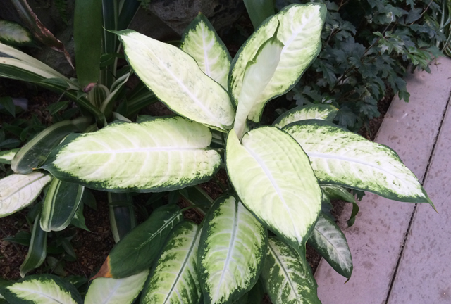 ディフェンバキア 観葉植物と風水のグリーンスマイルblog