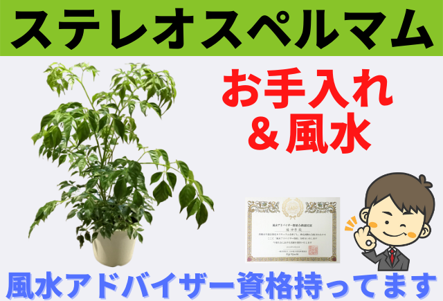 ステレオスペルマムの育て方の基本と風水 グリーンスマイル