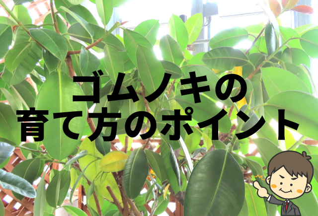 ゴムの木の育て方 置き場所 温度 水管理等 大切なポイントを解説 グリーンスマイル