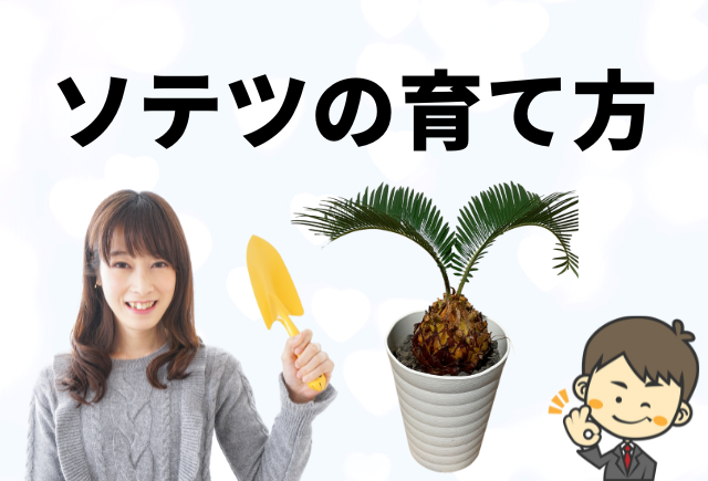 ソテツの育て方の基本 温度 置き場所 給水等 グリーンスマイル
