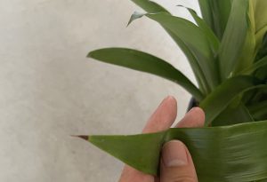 グズマニア アナナス の育て方と風水効果をプロが解説 観葉植物と風水のグリーンスマイルblog