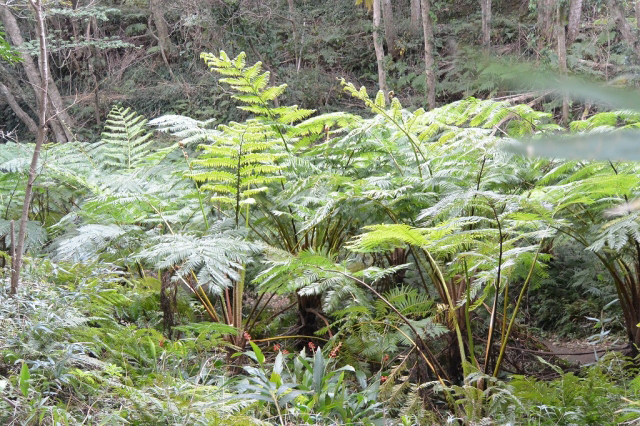 ヘゴ 観葉植物と風水のグリーンスマイルblog