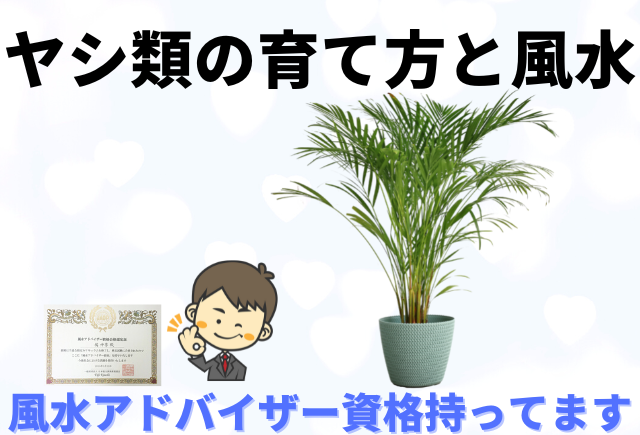 ヤシ類の育て方 楽しみ方と風水のお話し グリーンスマイル ヤシ類の育て方 楽しみ方と風水のお話し グリーンスマイル