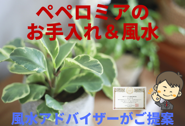 ペペロミアを元気に育てるお手入れと風水ワンポイント グリーンスマイル