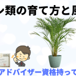 ヤシ類の育て方、楽しみ方と風水のお話し