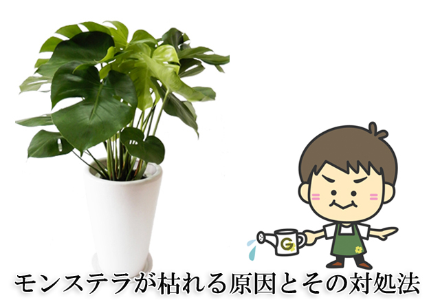 モンステラの育て方 枯れる原因とその対処法をプロが解説 観葉植物と風水のグリーンスマイルblog