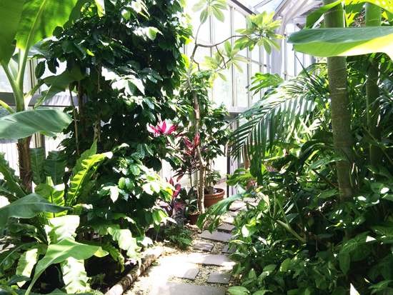 観葉植物の基礎