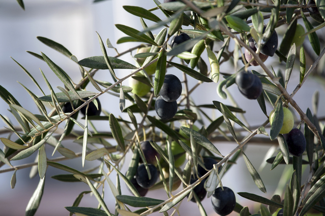 オリーブの木に実がつかない原因と実をつけるために必要なこと 観葉植物と風水のグリーンスマイルblog