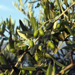 ヤシ類の育て方 楽しみ方 観葉植物と風水のグリーンスマイルblog