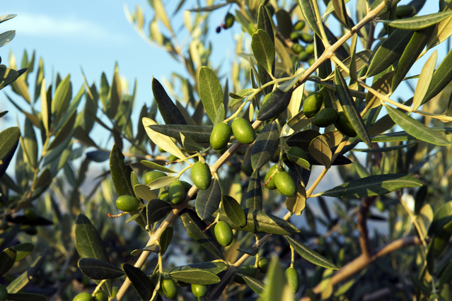 オリーブの木に実がつかない原因と実をつけるために必要なこと 観葉植物と風水のグリーンスマイルblog