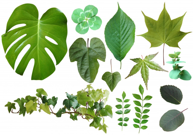 傷んだ観葉植物のリフレッシュ 観葉植物と風水のグリーンスマイルblog