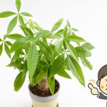 プロが解説 観葉植物パキラの育て方 お手入れ方法 風水効果 グリーンスマイル