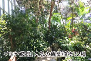 人気の観葉植物32種の育て方 楽しみ方 風水情報をプロが解説 観葉植物と風水のグリーンスマイルblog 人気の観葉植物32種の育て方 楽しみ方 風水情報をプロが解説 観葉植物と風水のグリーンスマイルblog
