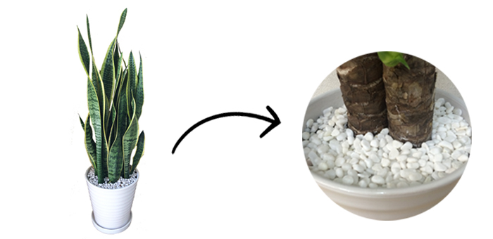 玄関に適した風水観葉植物を方角別にご紹介 北 北東 東 東南 観葉植物と風水のグリーンスマイルblog