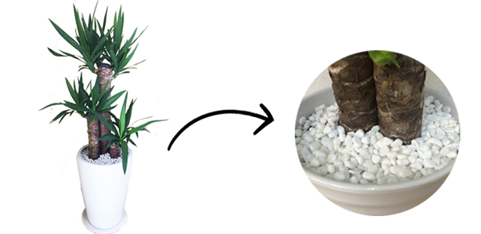 観葉植物のコバエ問題を一発解決 駆除方法と予防対策 観葉植物と風水のグリーンスマイルblog