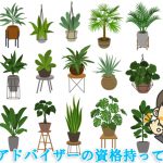 【最強の幸運を呼ぶ観葉植物10選】風水アドバイザーが厳選しました