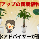 金運アップの観葉植物【最強7選】。風水アドバイザーが選ぶとこうなった！