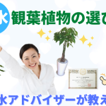 【風水と観葉植物】選び方、置き場所、NG等を風水アドバイザーご提案