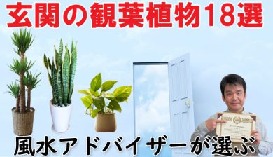 玄関におすすめ観葉植物18選 風水アドバイザーが選ぶとこうなった 観葉植物と風水のグリーンスマイルblog