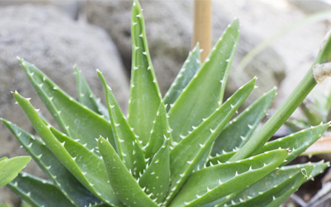 風水アドバイザーが教える観葉植物の正しい選び方とng行為 観葉植物と風水のグリーンスマイルblog
