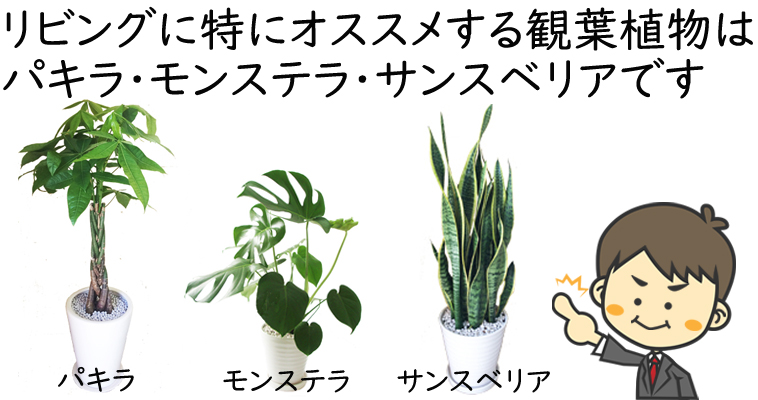 リビングにおすすめの観葉植物12選 風水アドバイザーがご提案 観葉植物と風水のグリーンスマイルblog