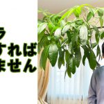 パキラが枯れる原因と枯らさないためのたった2つの育て方ポイント