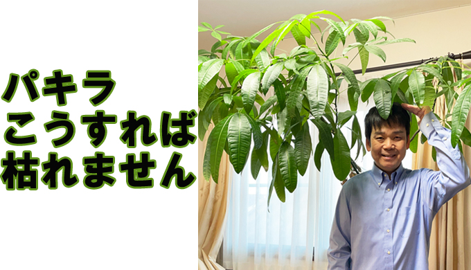 パキラが枯れる原因と枯らさないためのたった2つの育て方ポイント 観葉植物と風水のグリーンスマイルblog