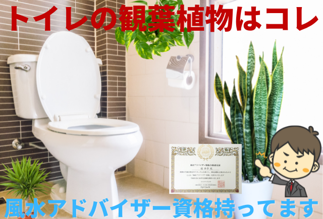 トイレの観葉植物で運気アップ 風水アドバイザーが選ぶ最強の7つ グリーンスマイル