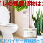 トイレの観葉植物で運気アップ！風水アドバイザーが選ぶ最強の7つ