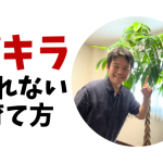 パキラが枯れる10大原因とその対策！枯れない育て方がよく分かる