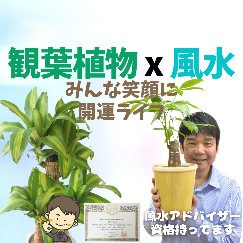 グリーンスマイル【観葉植物と風水 】