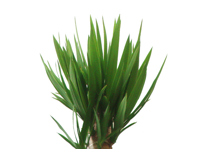 魔除け厄除けの観葉植物の種類や選び方を風水アドバイザーがご提案 グリーンスマイル