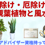 シェフレラ カポック 観葉植物と風水のグリーンスマイルblog