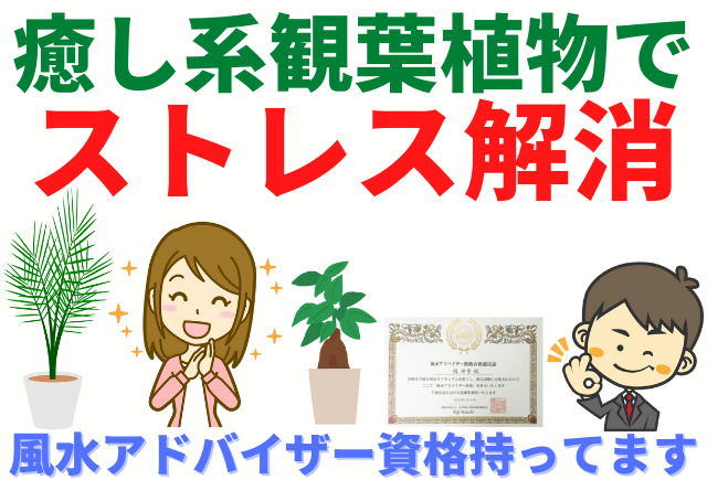 ストレス解消 お勧めの癒し系観葉植物をタイプ別にご紹介 グリーンスマイル