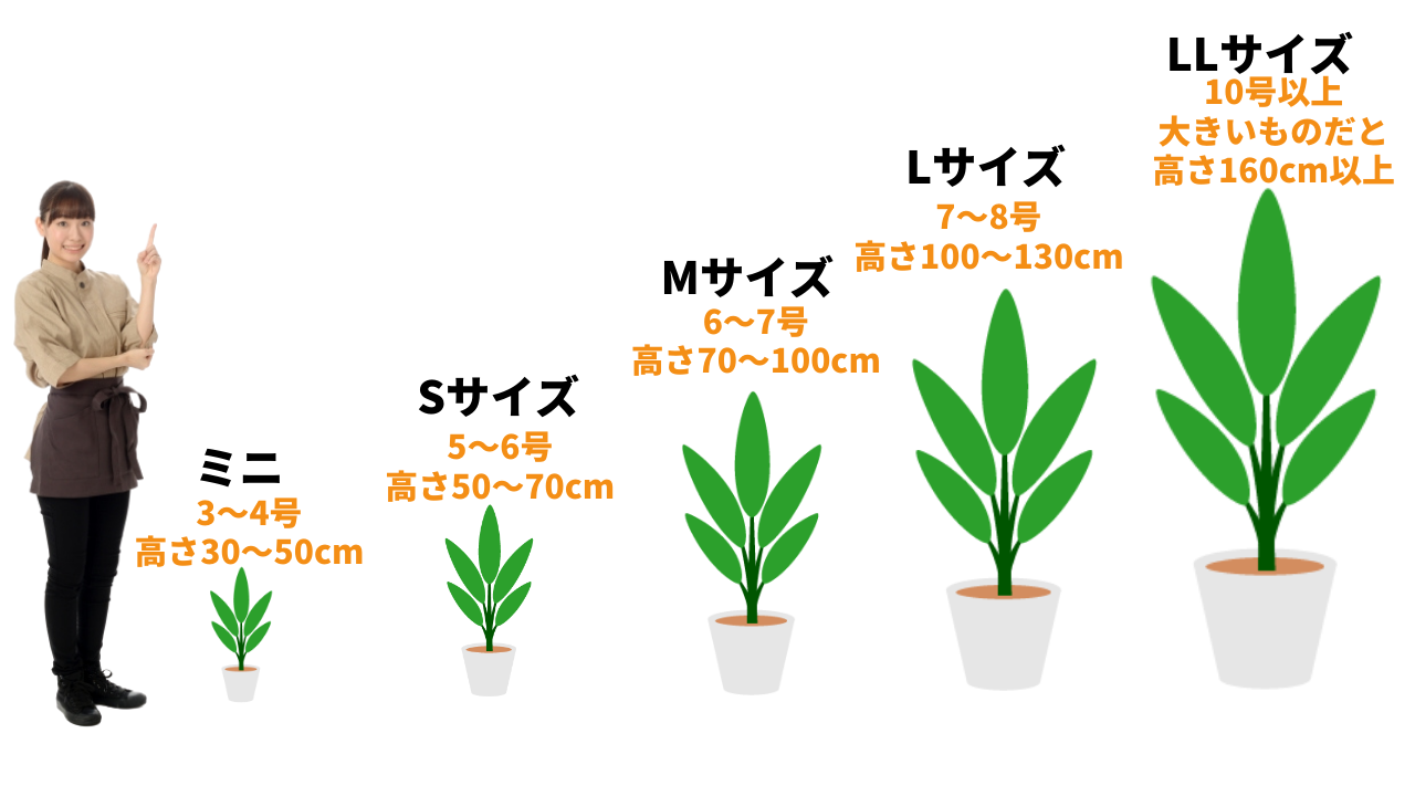 観葉植物の大きさと鉢選びと風水効果のお話し グリーンスマイル 観葉植物の大きさと鉢選びと風水効果のお話し グリーンスマイル