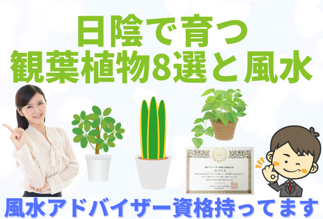 日陰で育つ 耐陰性高い観葉植物8選とその風水効果 グリーンスマイル