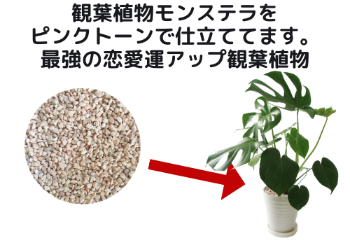 恋愛 結婚運アップの観葉植物と風水をプロがご提案 グリーンスマイル