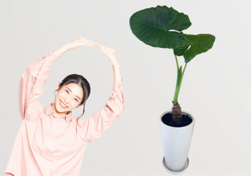 恋愛 結婚運アップの観葉植物と風水をプロがご提案 グリーンスマイル