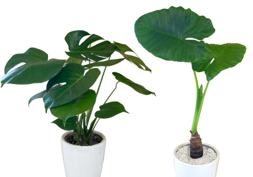 運気が上がる観葉植物の選び方 種類や特性と風水効果の関係 グリーンスマイル