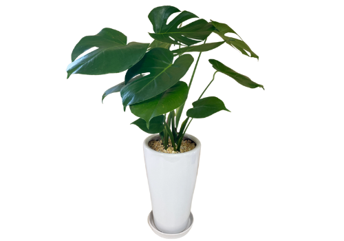 運気が上がる観葉植物の選び方 種類や特性と風水効果の関係 グリーンスマイル