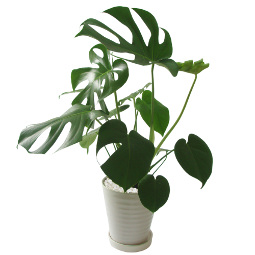 風水アドバイザーがお勧めする寝室で運気アップの観葉植物たち グリーンスマイル