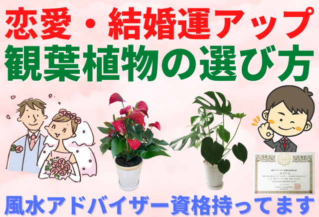 恋愛 結婚運アップの観葉植物と風水をプロがご提案 グリーンスマイル